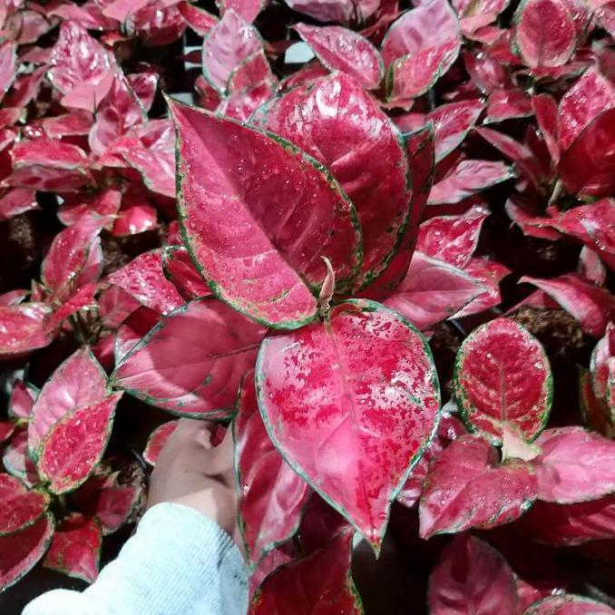 Tanaman hias Aglonema Red Anjamani - Aglonema red Anjamani