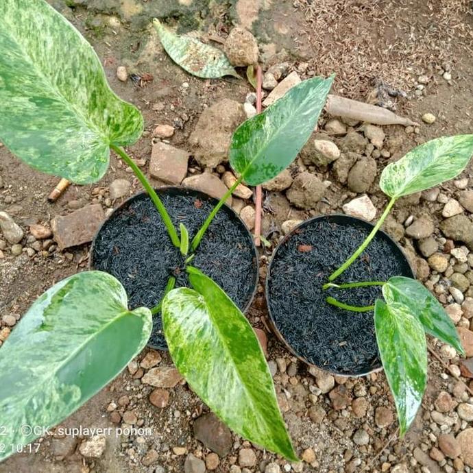 tanaman hias philodendron marble variegata - philo marble varigata