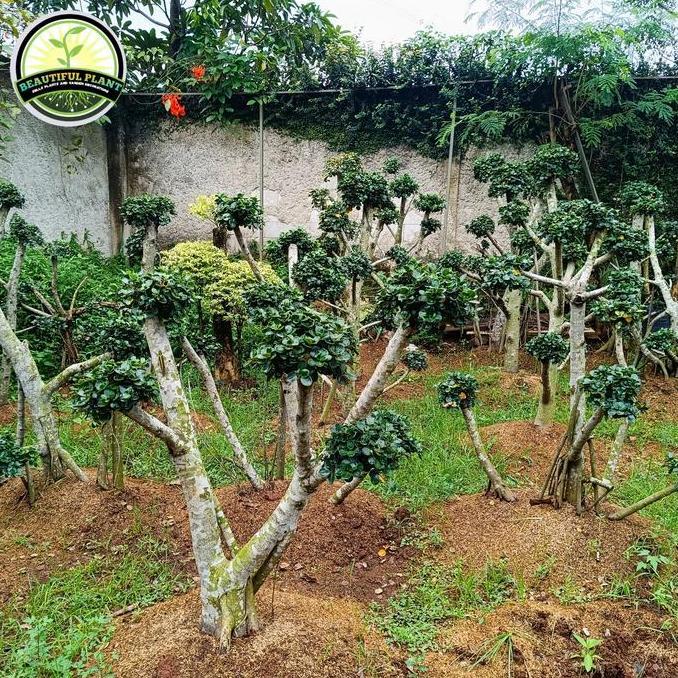 Tanaman Hias Bonsai Mikro - Pohon Bonsai dolar mikro - Bonsai Dolar