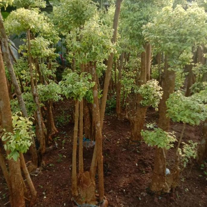 tanaman hias bonsai anting putri pohon bonsai anting putri kuning