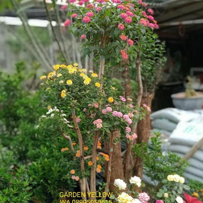 Best Seller Tanaman Hias Bonsai Bunga Lantana 5 Warna Tinggi 1,5 Meter Premium