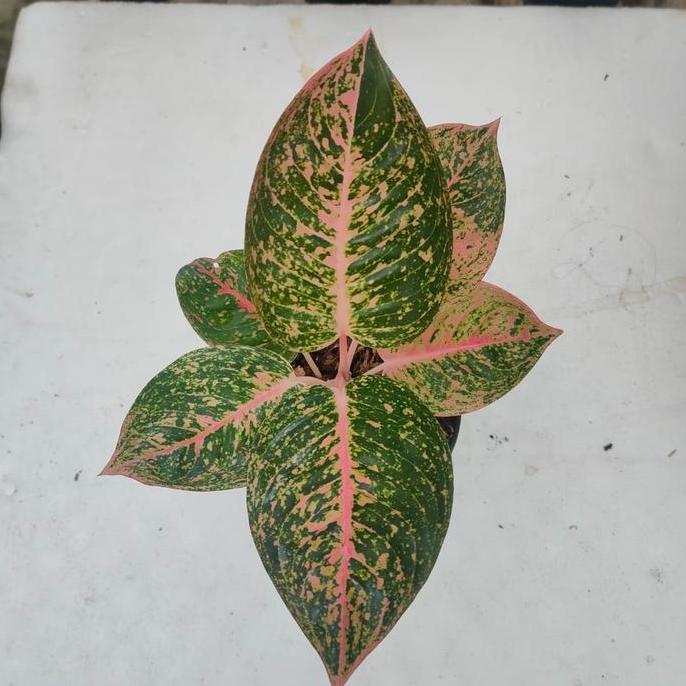 tanaman hias aglaonema aglonema sinta