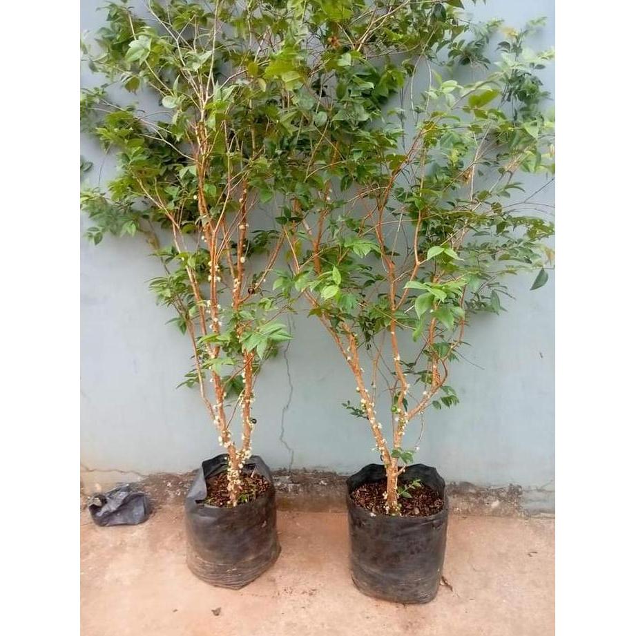 anggur brazil preco berbuah - anggur brazil jenis preco
