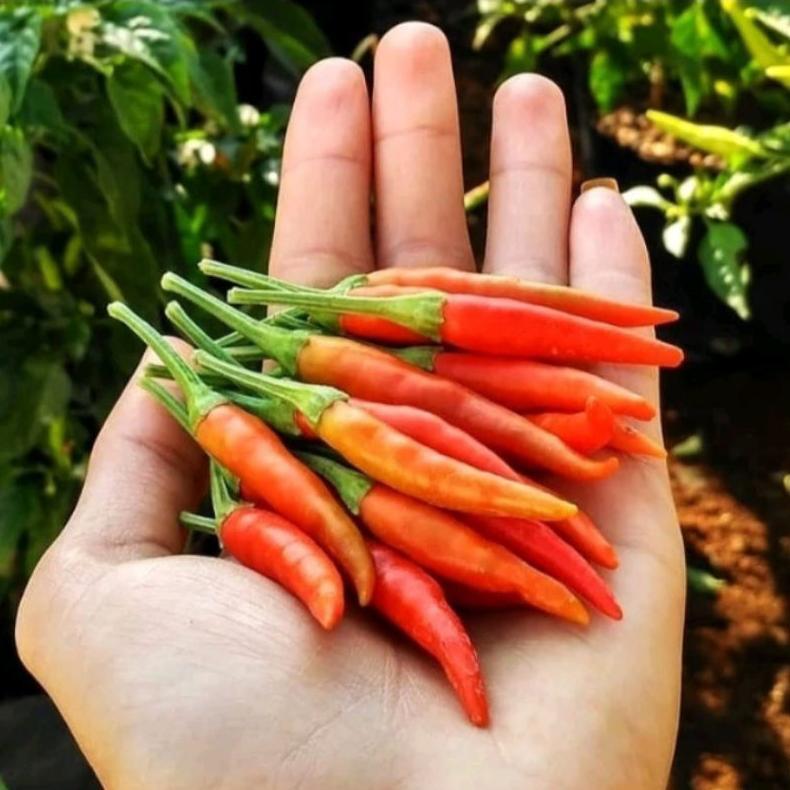 , 100 Biji Cabe Dewata 43 F1 | Bibit Cabe Rawit Dewata F1 | Benih Cabai Rawit ,