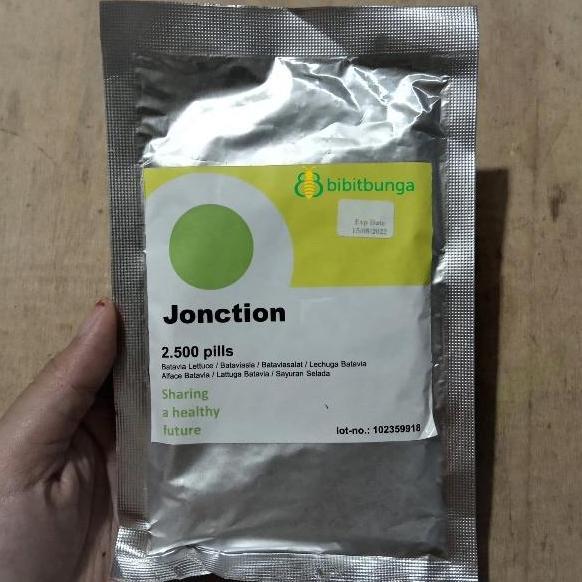 Benih Bibit Selada Jonction 2500 Biji RZ Batavia Junction Rijk Zwaan