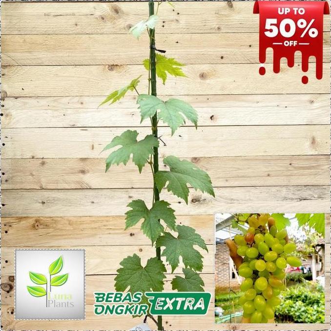 Newcastel- Paket 6 Bibit Anggur Import - Bibit Anggur Unggul - Bibit Buah Anggur