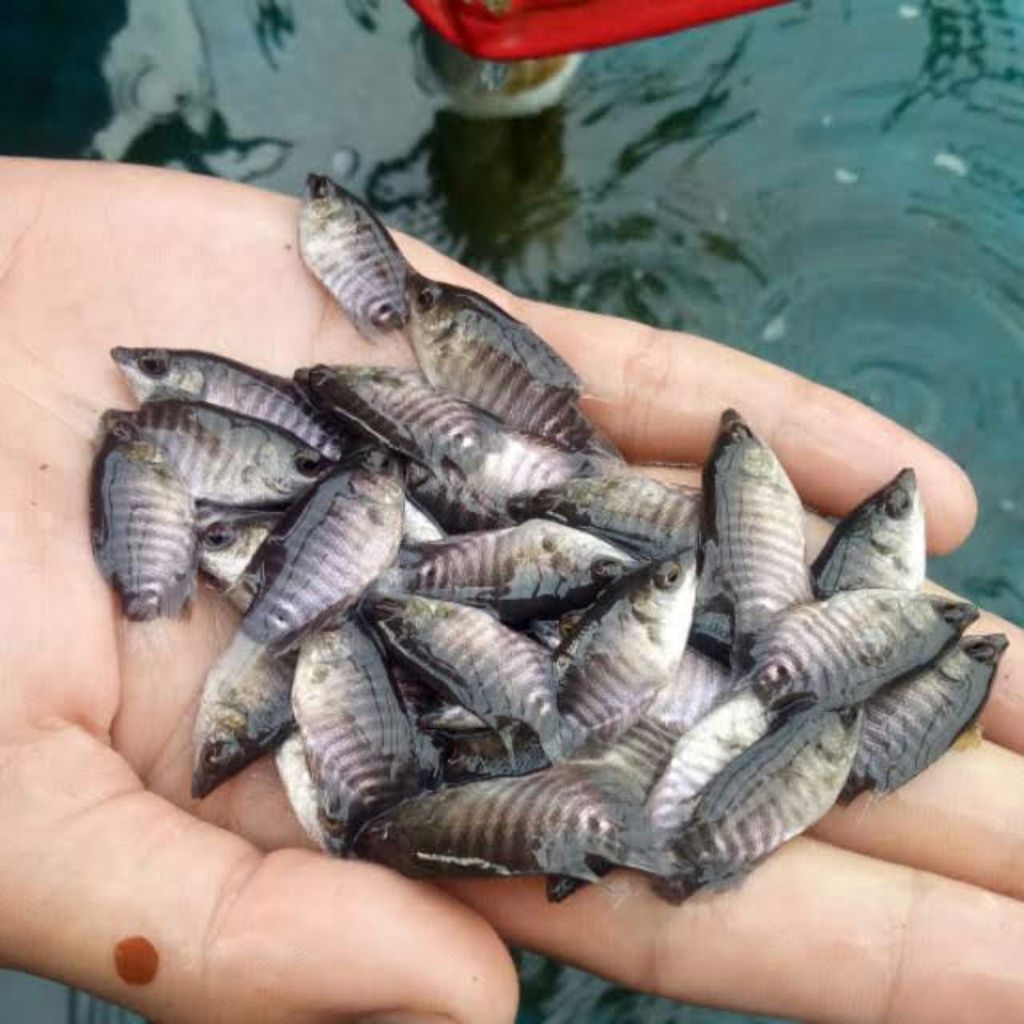 Ready bibit ikan gurame soang ukuran nguku paket isi 100 ekor