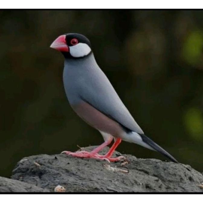 PROMO  BURUNG GELATIK BELONG COCOK BUAT AVIARY