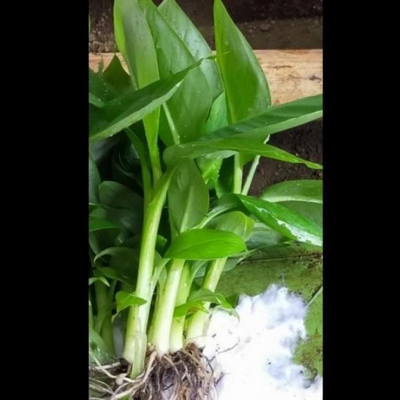 bibit pisang cavendish,bibit pohon pisang cavendish MMZ