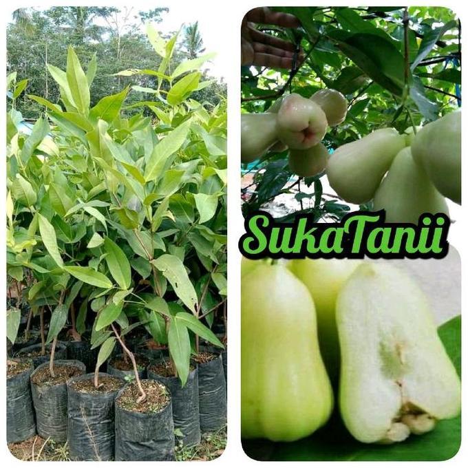 Parque - Bibit Jambu Air Deli Madu / Bibit Jambu Air Hijau Madu Okulasi