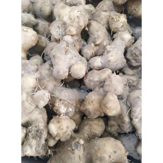 Bubuk Umbi Dewa 500 g Serbuk Samsit Ubi Daun Dewa Gynura divaricata