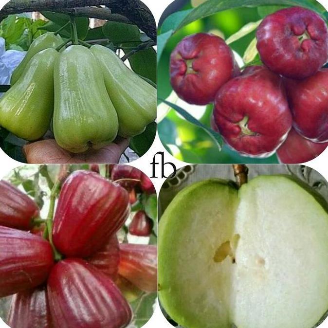 PAKET 4 jenis bibit jambu air madu deli,madu merah,kingrose,kristal