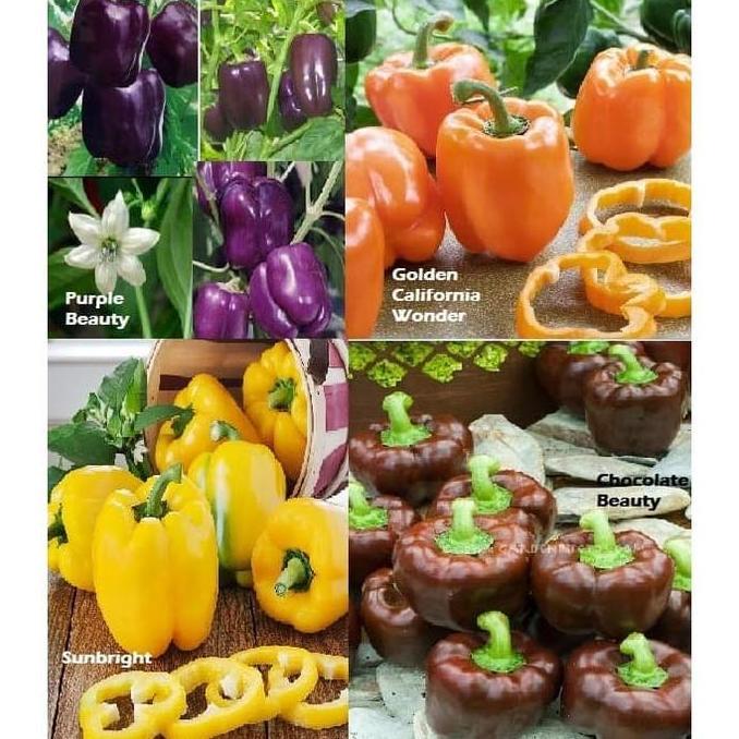Pilihan- Paket Hemat Bibit / Benih / Biji Paprika Isi 4 Jenis Warna Menarik