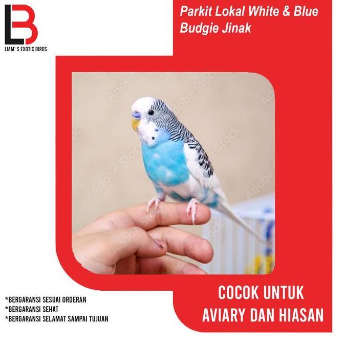 Burung Parrot Parkit jinak warna Putih Biru