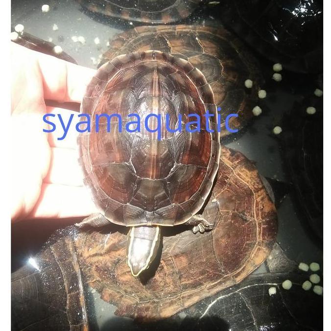 kura kura ambon batok baby