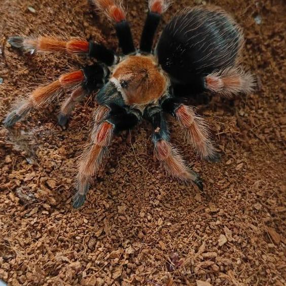 Tarantula Brachypelma Boehmei Betina Garansi - 10-12cm Real Size dengan Jangkrik