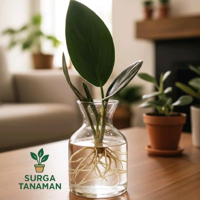 Tamtom- Tanaman Hias Indoor Media Air Scindapsus Treubi Black Borneo