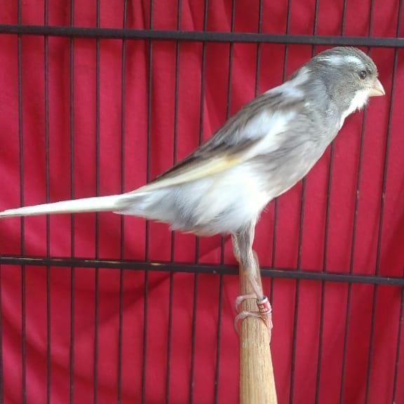 Kenari F1 Ys Gacor Warna Bon New Stok