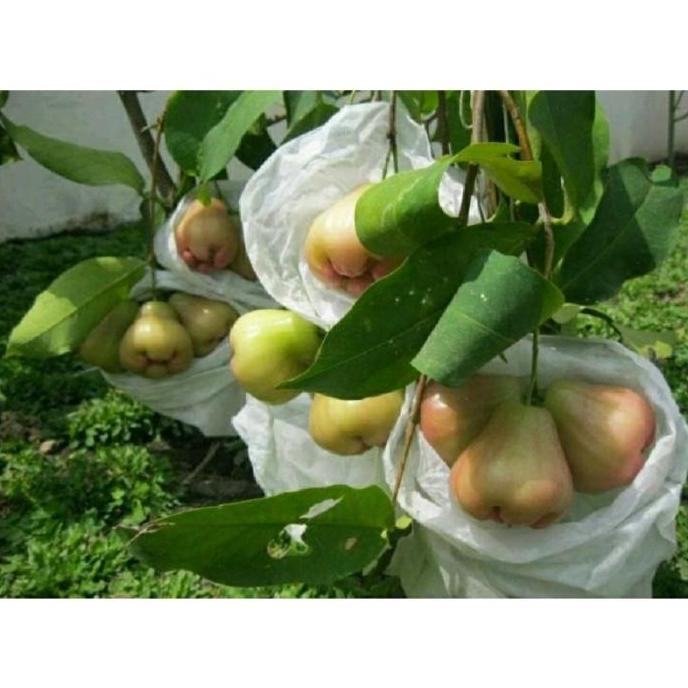 Heigrow Fruit Cover Pembungkus Buah Kain Penutup Tanaman Buah