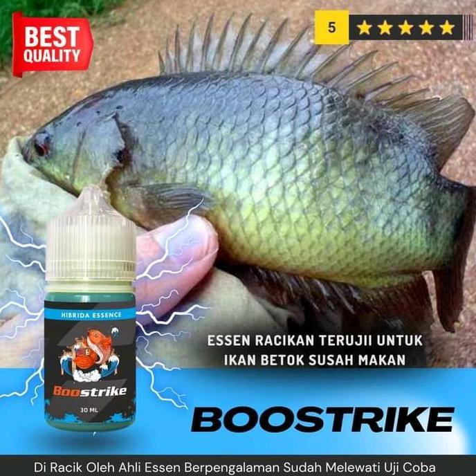 Essen Ikan Betok Paling Ampuh, Umpan Ikan Betok, Mancing Ikan Betok | Boostrike Pancing