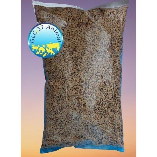 Cod,Bisa- 1 Kg Gabah Bangkok / Lampung / Bulat Kecil Bersih Siap Pakai