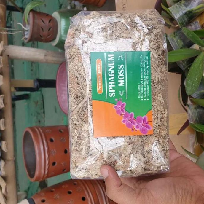 Media spagnum pas atau mos putih untuk menjaga kelembaban anggrek
