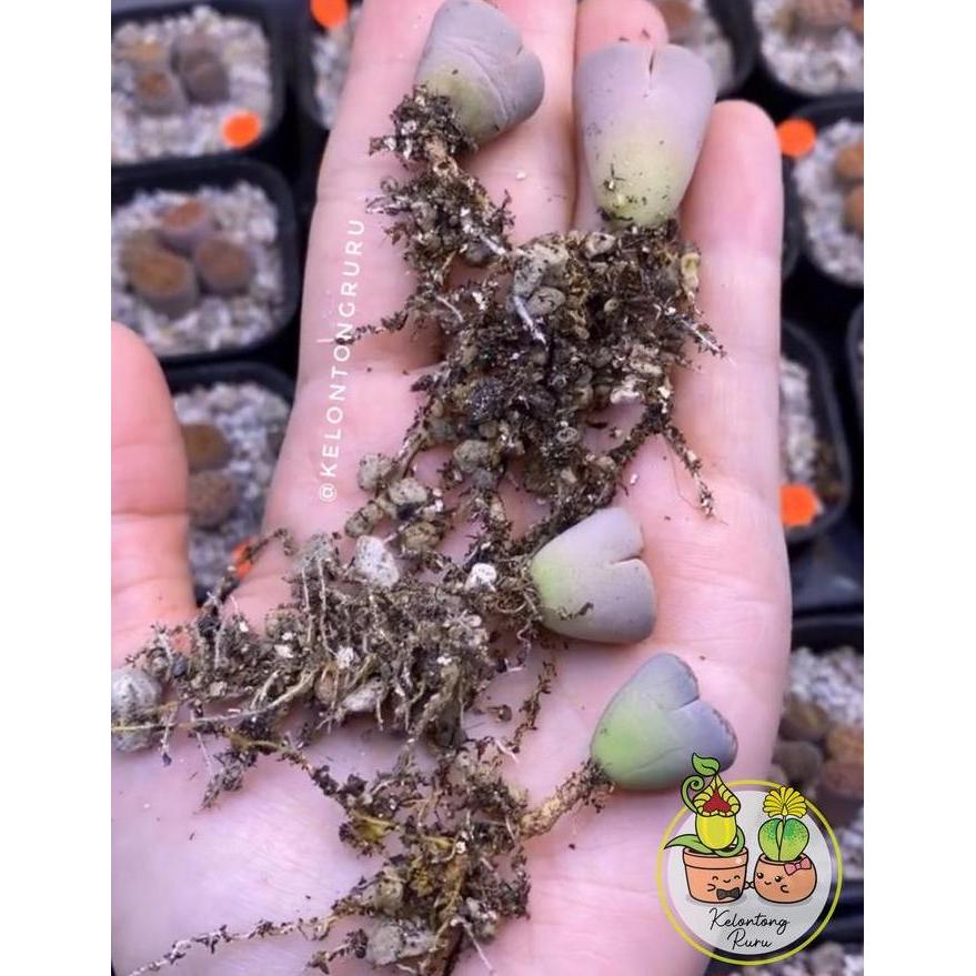 Media tanam Lithops, kaktus, succulent grade A 500 gram