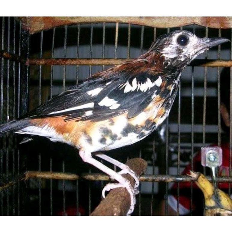 anis macan jantan tulen rawatan setengah jadi