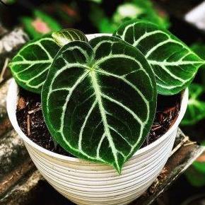 kuping gajah mangkok dorayaki HM