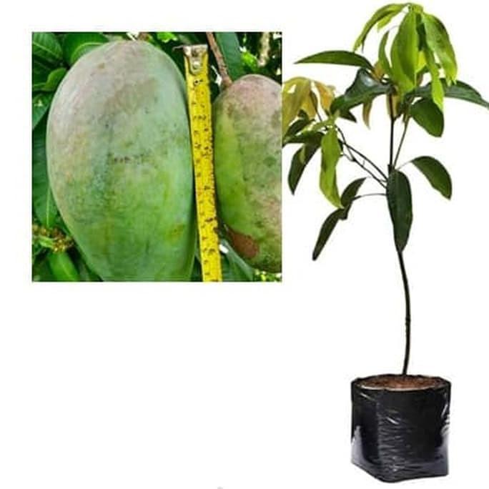 Bibit Mangga Kiojay Pohon Mangga Bibit Buah Mangga Kiojay Jumbo