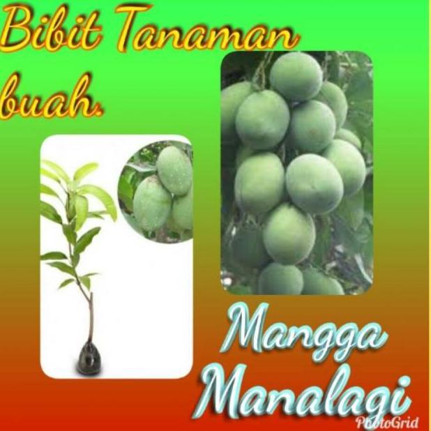 Bibit Tanaman Buah Mangga Manalagi / Lalijiwo