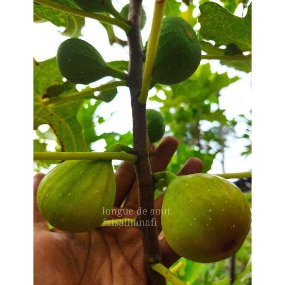 Bibit buah tin Jenis LDA