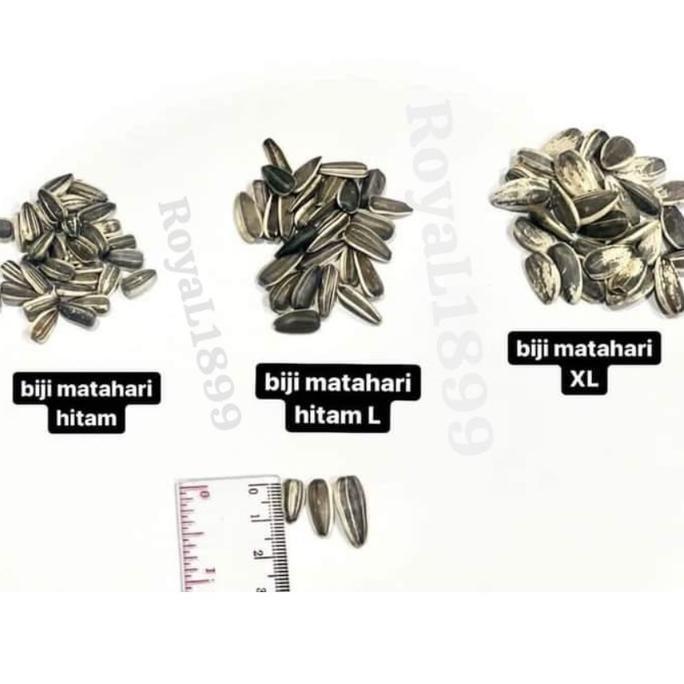 Fugl- Kuaci Parrot Kwaci Jumbo Sangrai / Mentah Paruh Bengkok Macaw Kakatua