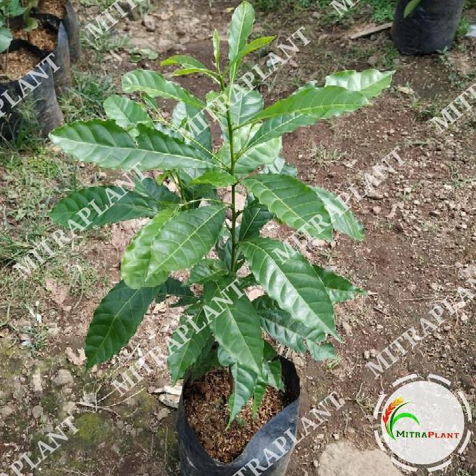 Bibit Pohon So Abiu - Buah So Abiu tralia - Tanaman So Abiu produk laris