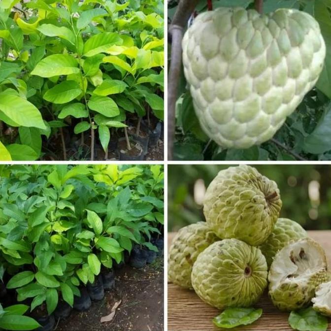 bibit tanaman buah srikaya jumbo srikaya thailand produk laris
