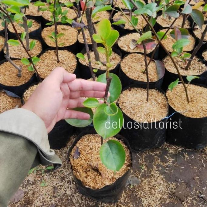 Bibit Tanaman Buah Pir Kuning Cangkok Lebih Cepat Berbuah Pohon Hidup TAMBULAPOT