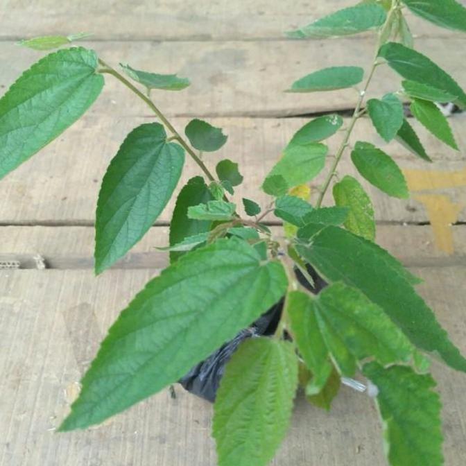 POHON Bibit Pohon Ceri Kersen Tanaman Ceri Talok Buah Ceri Seri DDDD TAMBULAPOT