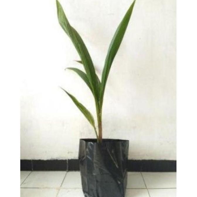 bibit kelapa hibrida benih pohon tanaman buah bisa untuk bonsai taman TAMBULAPOT