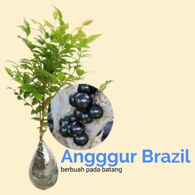 Bibit Pohon Anggur Brazil Buah Hitam Anggur Pohon Kupalandak Bibit TAMBULAPOT