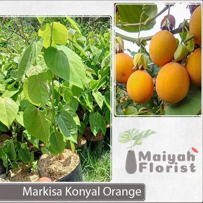 Bibit Tanaman Buah Markisa Konyal Orange - Markisa Hutan produk laris