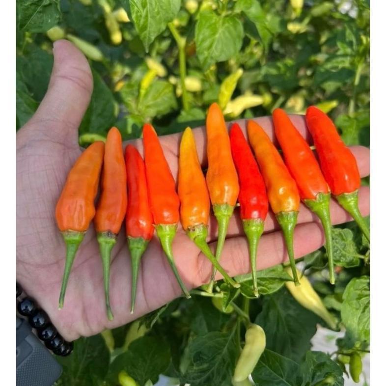 Buku Sakti Mbj/Buku Sakti Cabe/Metode Menanam Cabe