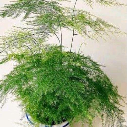 Bambu mini. tanaman hias. tanaman hias bambu mini