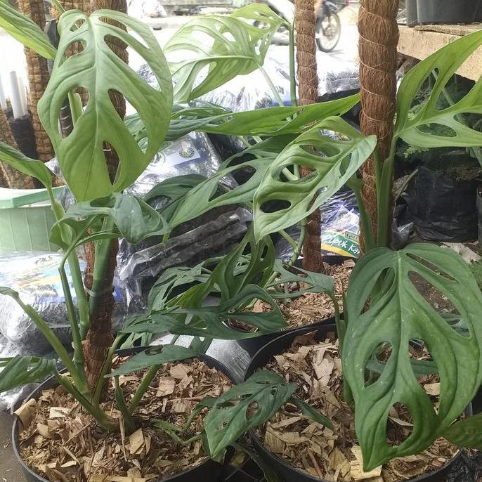 Tanaman Hias Janda Bolong + Pot + Turus