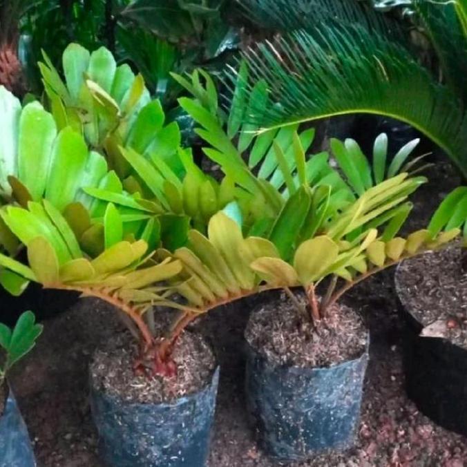 POHON ZAMIA SIKAS /TANAMAN HIAS POHON ZAMIA SIKAS