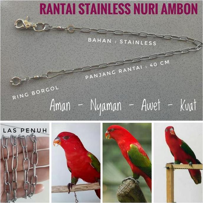 HARGA GROSIR - Rantai Stainless Burung Paruh Bengkok Nuri Ambon