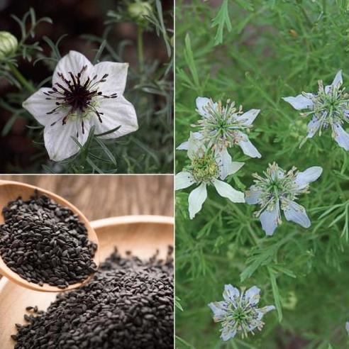 Ready Benih / Bibit / Biji - Jintan / Jinten Hitam (Black Cumin) - IMPORT