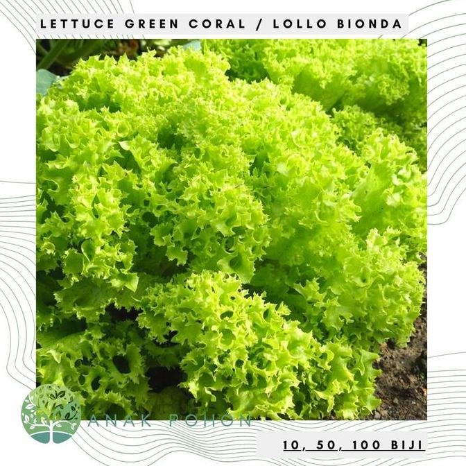 Ready Benih Bibit Biji - Selada Green Coral Lettuce Matt Green Lollo Bionda Seeds - Panen Dalam 30 H