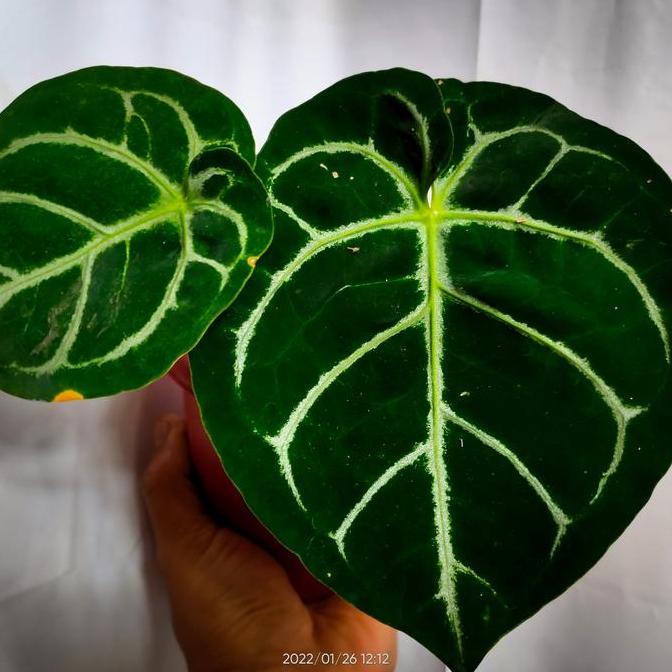 Anthurium Domino x Regale