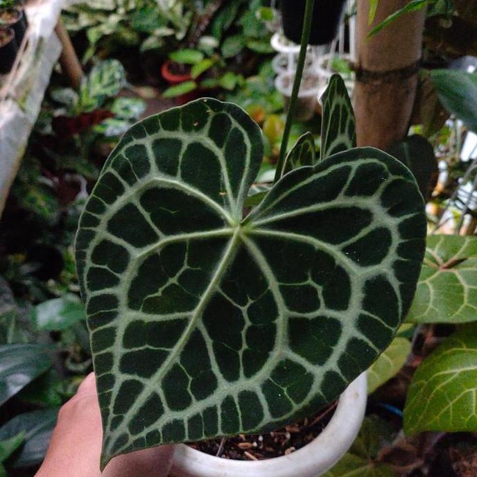 Tanaman Hias Anthurium Queens Of Clarinervium || ORIGINAL