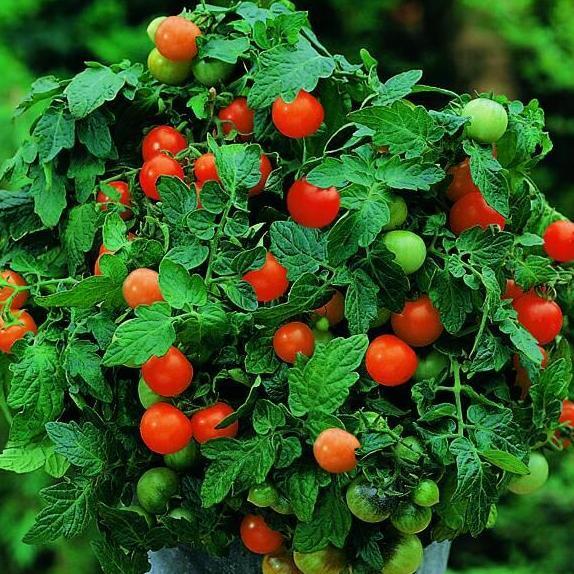 Ready Benih Bibit Biji - Tomato (Cherry) Garden Pearl Tomat Ceri Seeds - IMPORT